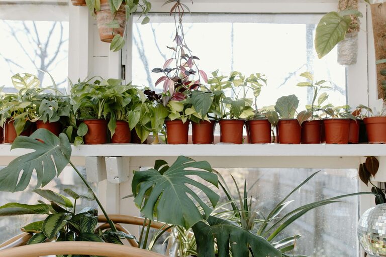 Essential Tips for Keeping Your Houseplants Healthy and Thriving